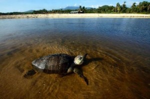 costa rica sea turtle deaths