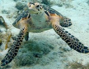 hawksbill-sea-turtle-costa rica