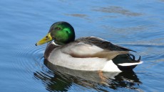 mallard duck 1