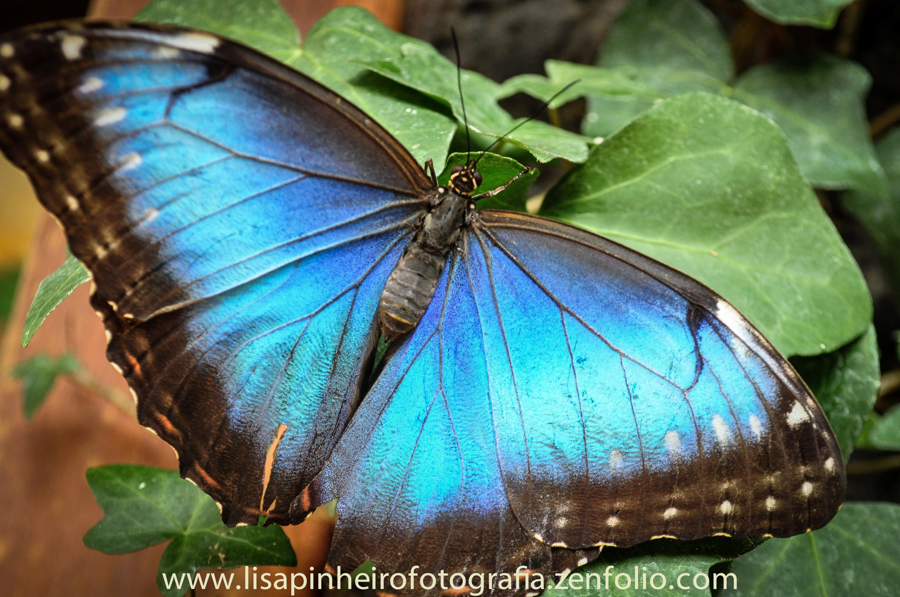 Бабочка Морфо Коста Рика стая