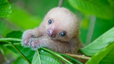 baby sloths costa rica