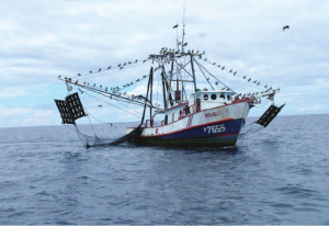 costa rica shrimp trawling main 1