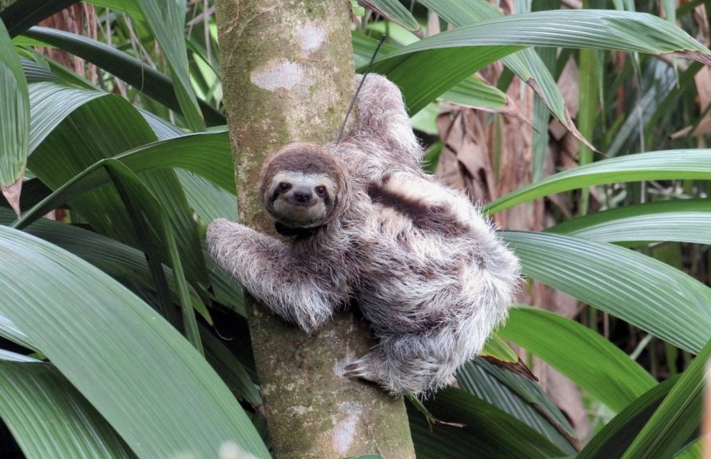 costa rica sloth 3