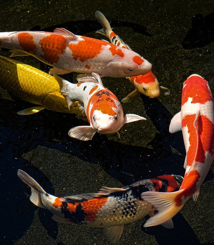Legends of the Koi Fish | The Costa Rican Times