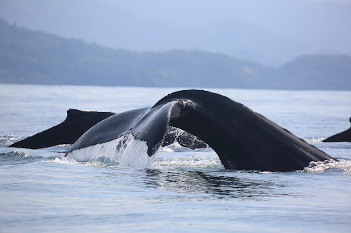 Discover Costa Rica: Whale Watching, Cloud Forests, and Luxurious Retreats